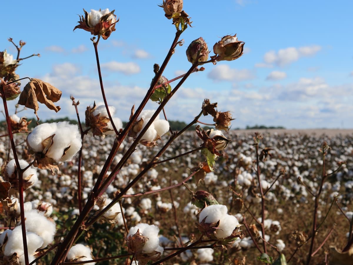 Cotton at harvest, before ginning and baling.