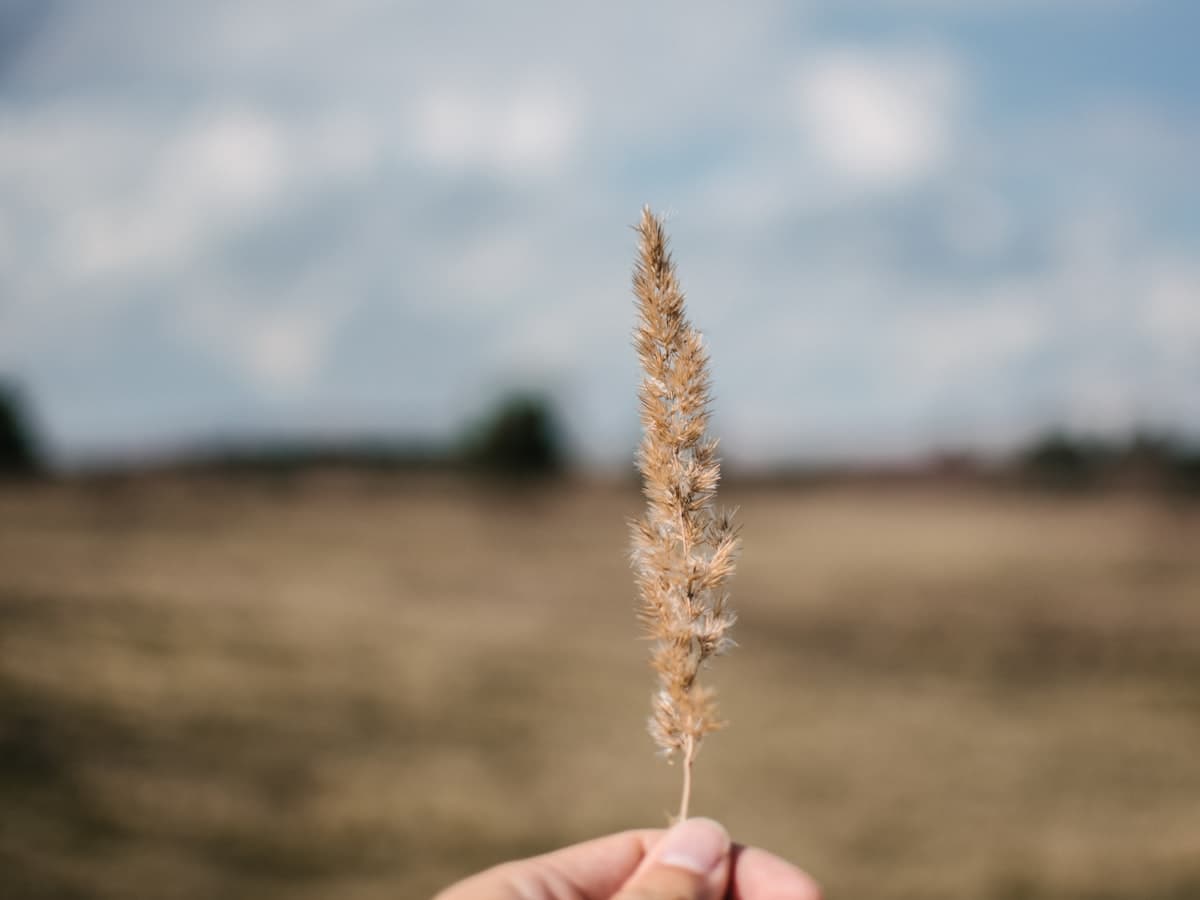 Wheat at harvest; bran is the milling by-product traded for feed.