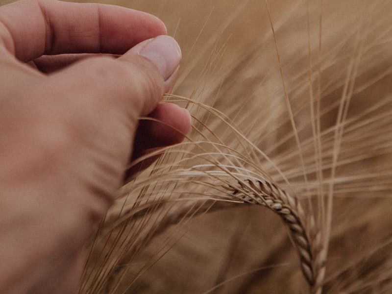 Wheat Bran — Milling by-product for animal feed
